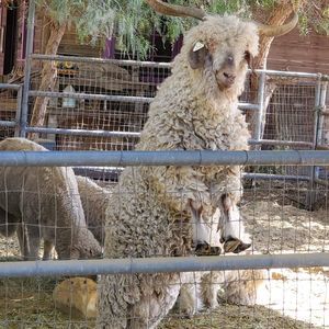 Meet your Posher, Beverly